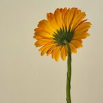 非洲菊