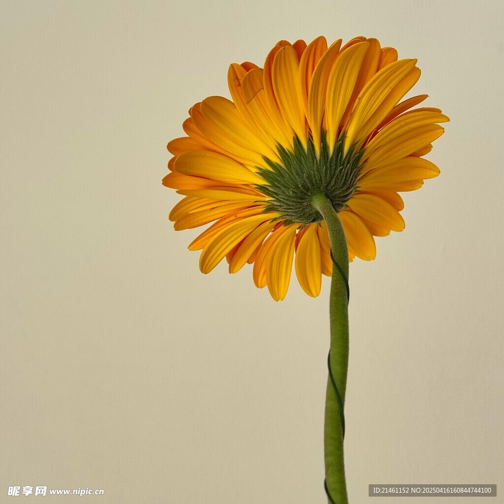 非洲菊