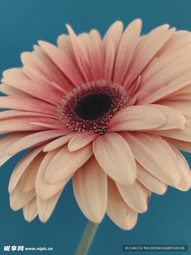 非洲菊