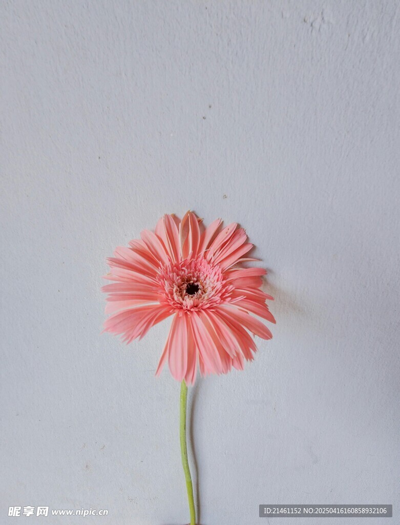 非洲菊