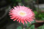 非洲菊