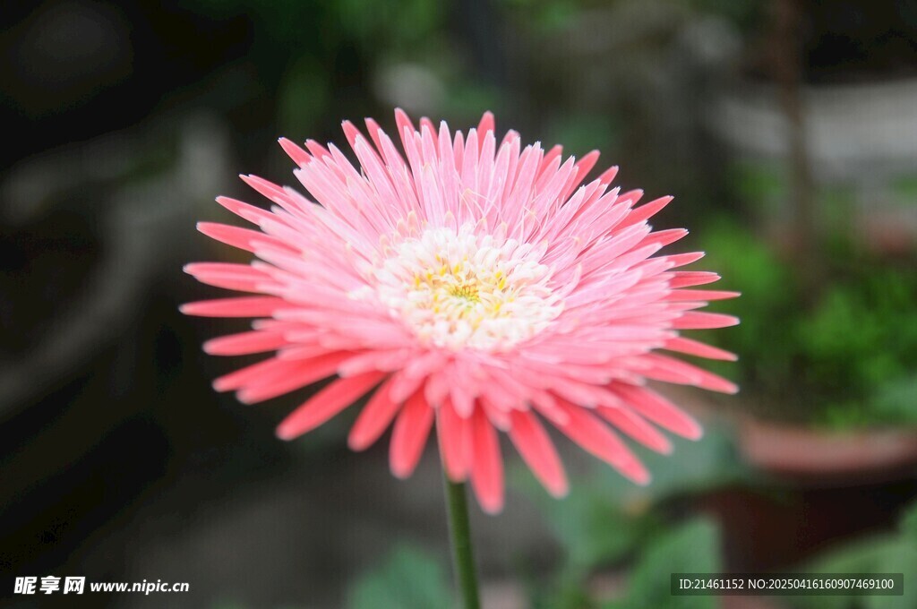 非洲菊