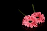 非洲菊