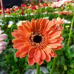 非洲菊