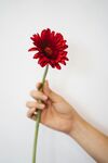 非洲菊