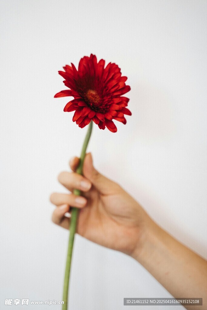 非洲菊