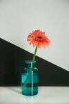 非洲菊