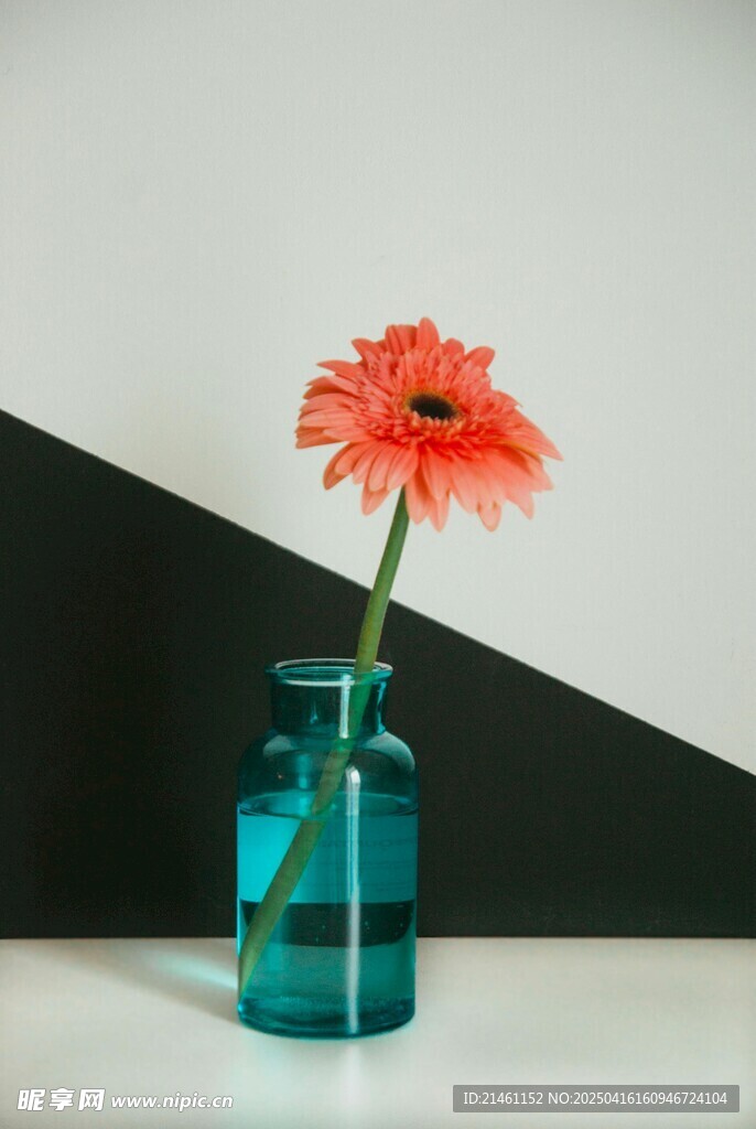 非洲菊