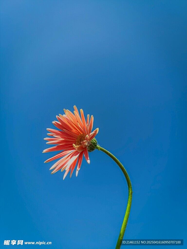非洲菊