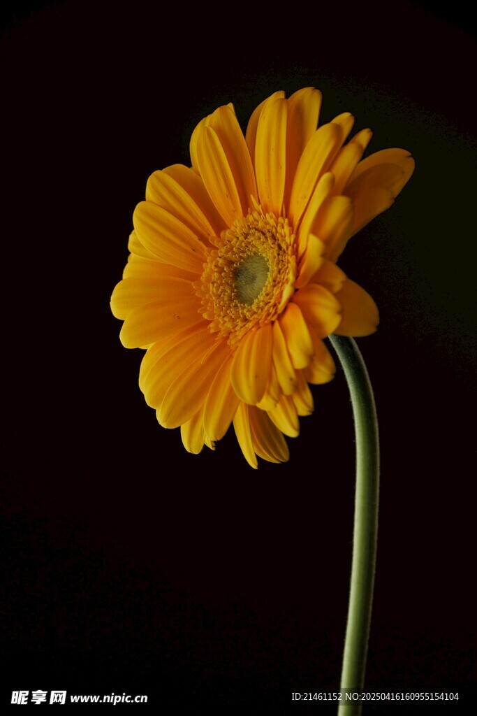 非洲菊