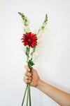非洲菊