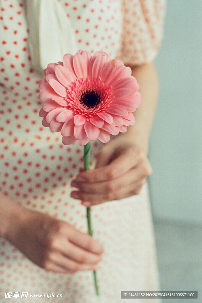 非洲菊