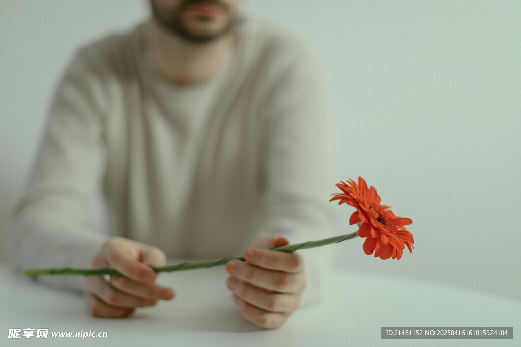 非洲菊