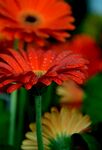 非洲菊
