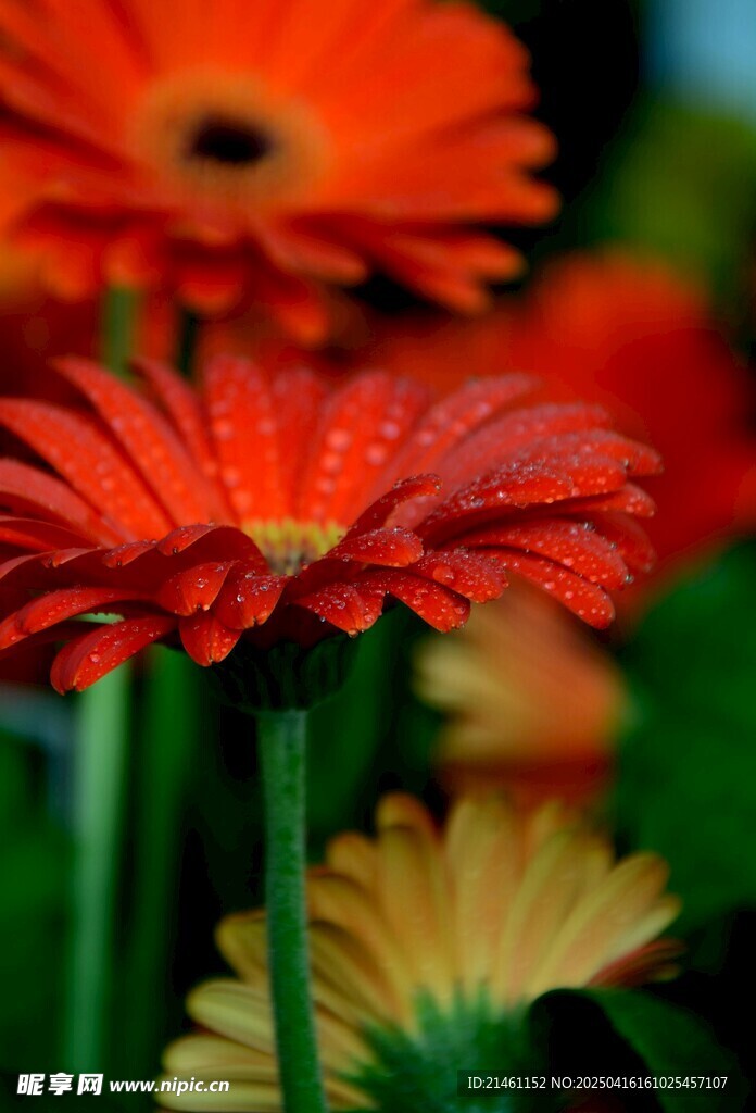非洲菊
