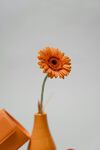 非洲菊