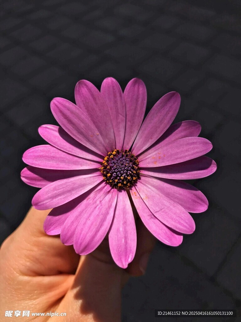 非洲菊