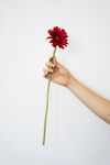 非洲菊