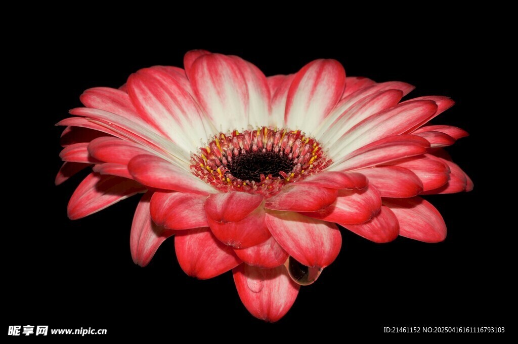 非洲菊