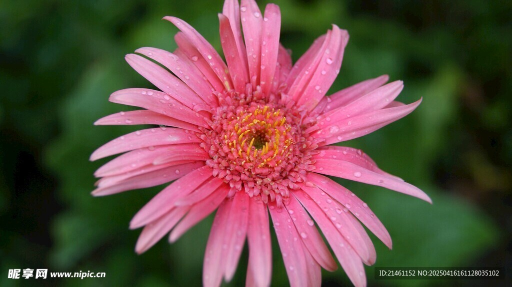 非洲菊
