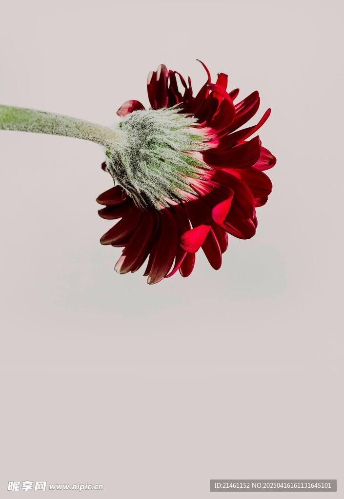 非洲菊