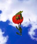 非洲菊