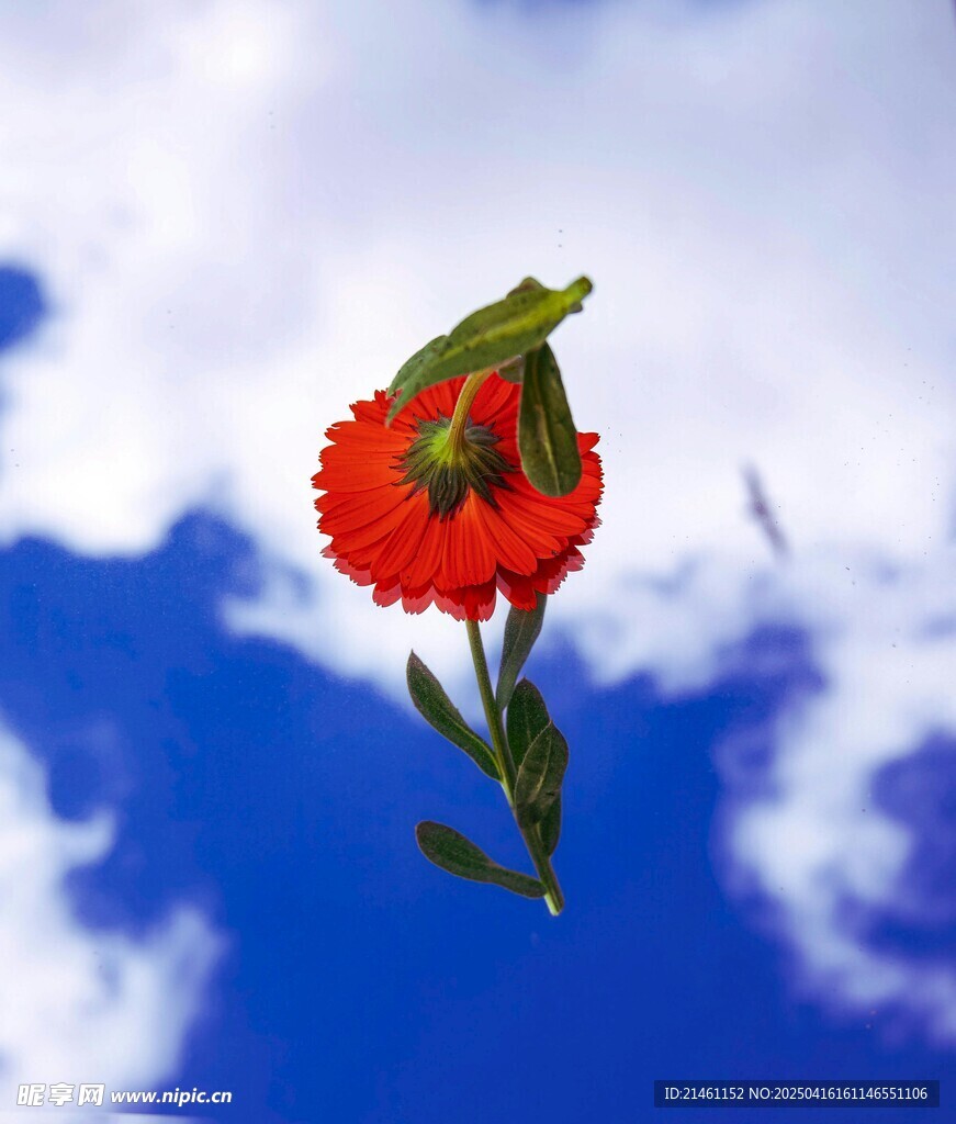 非洲菊