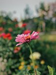 非洲菊