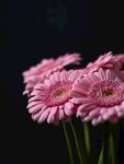 非洲菊