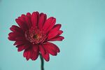 非洲菊