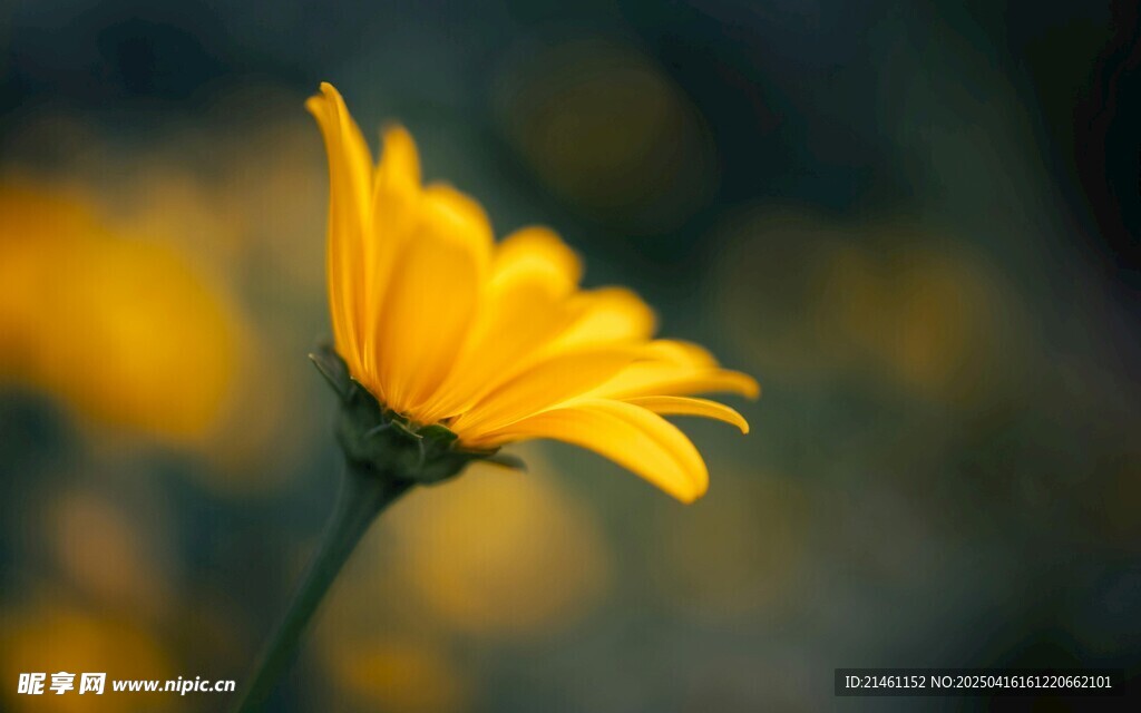 非洲菊
