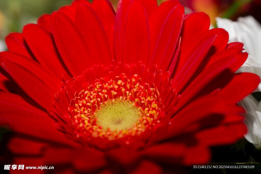 非洲菊