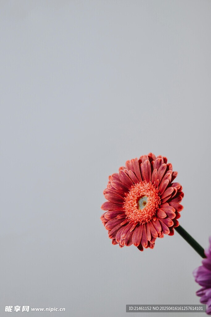 非洲菊