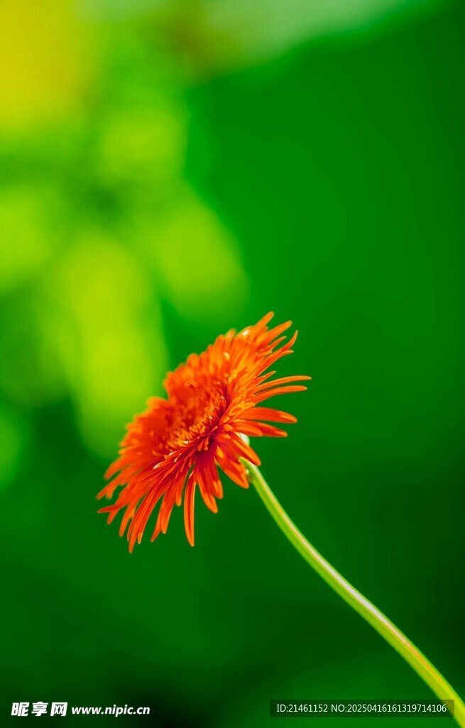 非洲菊