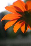 非洲菊