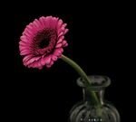 非洲菊