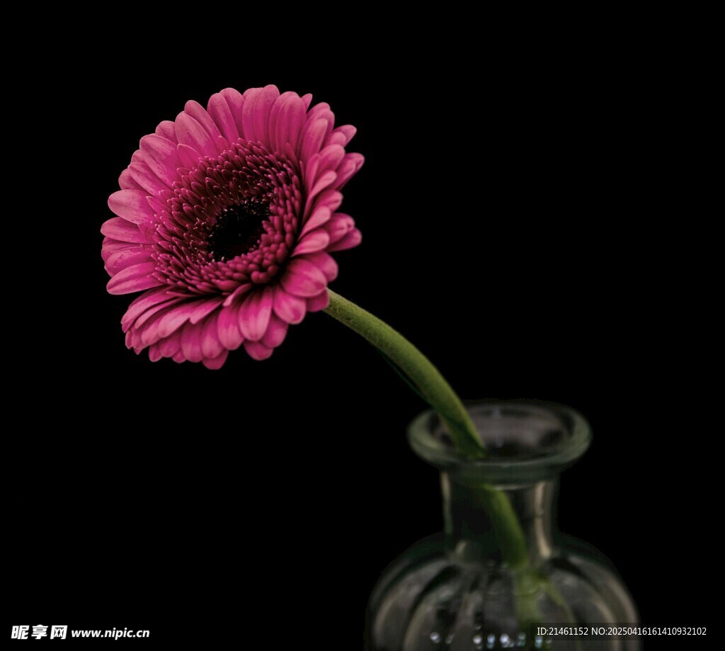非洲菊