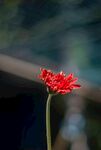 非洲菊