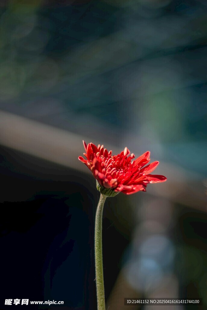 非洲菊