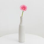 非洲菊