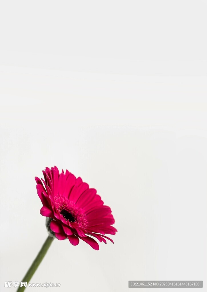 非洲菊