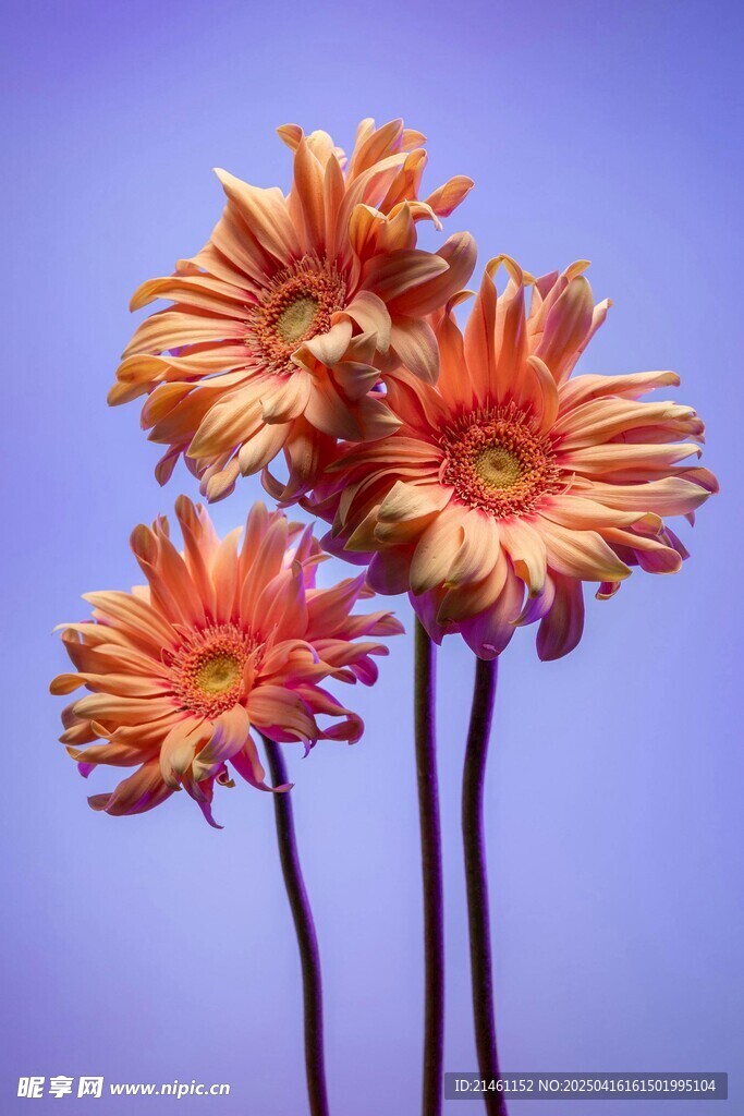 非洲菊