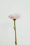 非洲菊