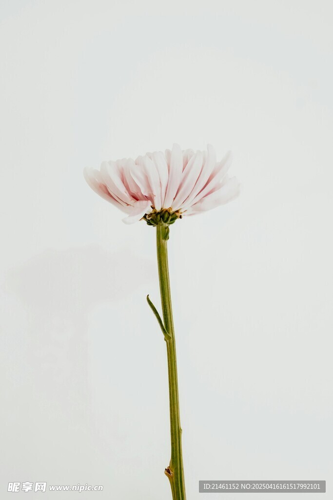非洲菊
