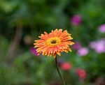 非洲菊