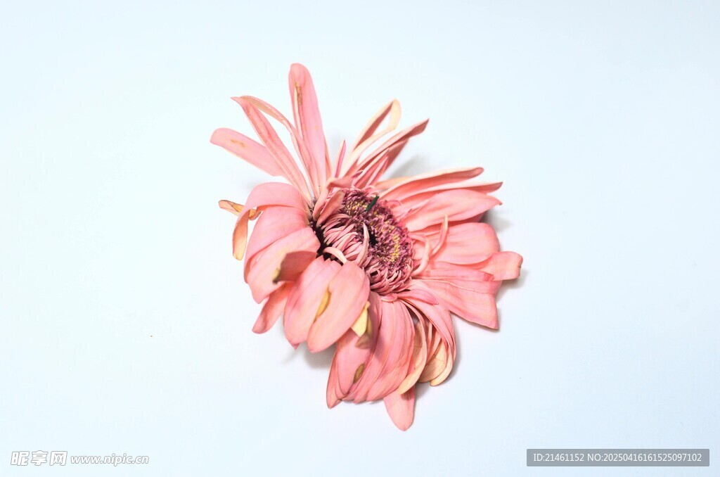 非洲菊