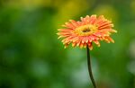 非洲菊