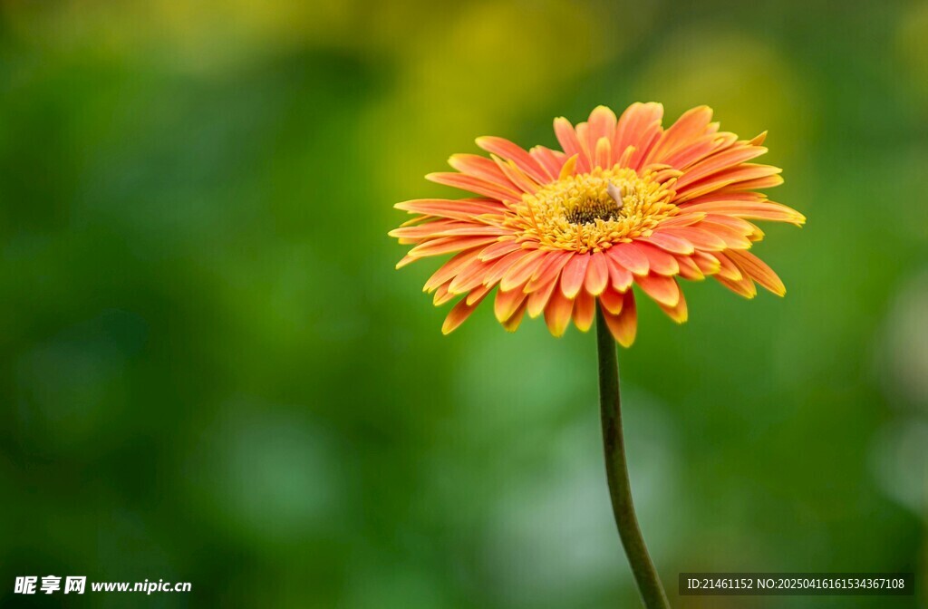 非洲菊