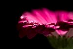 非洲菊