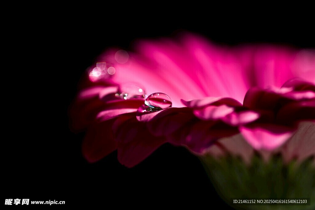 非洲菊